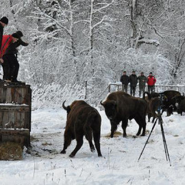 ОАО «КСК» и WWF продолжают восстановление популяции зубра на Северном Кавказе