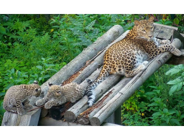 В Дагестане и Северной Осетии могут появиться новые зоны выпуска переднеазиатского леопарда