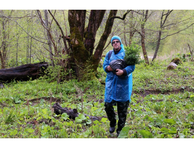 Высаженный АНО «Центр природы Кавказа» самшит колхидский прижился в природе
