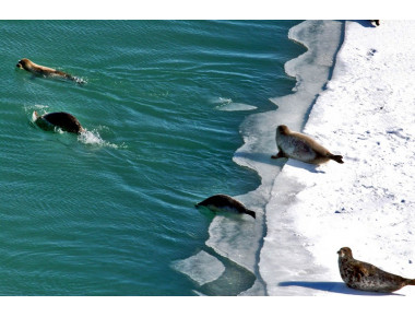 В Москве пройдет презентация проекта создания Международного центра изучения и реабилитации каспийского тюленя